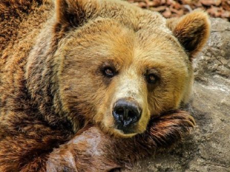 In Tashkent, The Girl Was Thrown Into The Enclosure To The Brown Bear