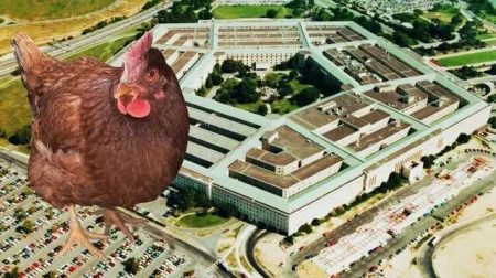 In The Us, An Ordinary Chicken Accidentally Wandered Into The Pentagon, Which Is Considered One Of The Most Protected Objects In The World.