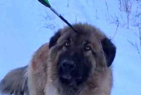 The Russians Found A Live Dog With A Crossbow Bolt In The Head