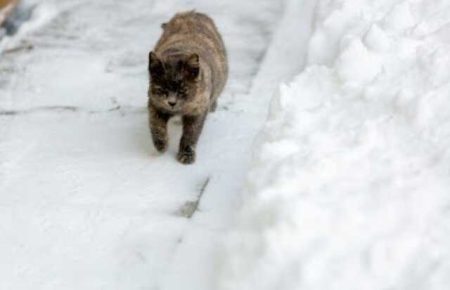 Barnaul Man Who Beat A Pregnant Cat To Death In Front Of Children Sentenced