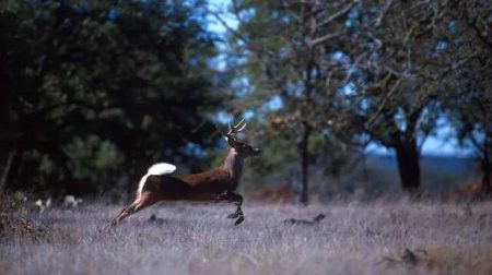 American scientists have discovered “Omicron” in wild animals