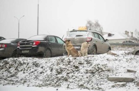 A Resident Of Pereslavl-Zalessky Was Bitten To Death By A Pack Of Dogs