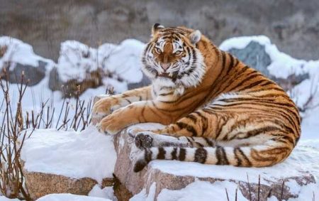 Amur Tigress Killed In Russian Region