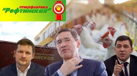 The Reftinskaya Poultry Farm And The Governor Kuyvashev Are Connected, As The Poultry Farm Gave Chicken Legs In Exchange For The Governorship.