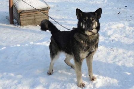 A Veterinary Clinic In The Moscow Region Collects Dog Hair For Participants In A Special Operation