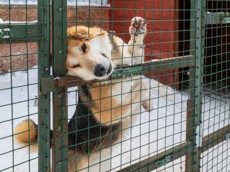 Officials Want To Spend 57 Million On A Shelter For Stray Dogs In Taganrog